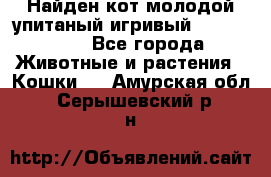 Найден кот,молодой упитаный игривый 12.03.2017 - Все города Животные и растения » Кошки   . Амурская обл.,Серышевский р-н